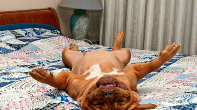 11 Motivi Per Cui I Chihuahua Amano Dormire Tra Le Tue Gambe