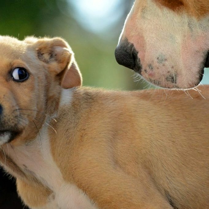 15 Motivi Per Cui I Cani Hanno Improvvisamente Paura Di Tutto