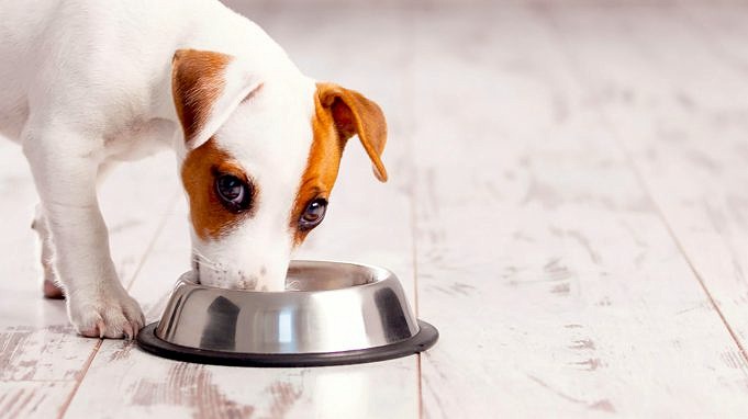 I Cani Possono Mangiare Coloranti Alimentari? Per La Maggior Parte,