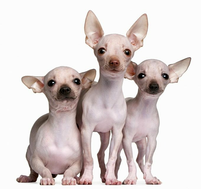 Quanto Spesso Dovresti Fare Il Bagno A Un Chihuahua La Verità + 5 Consigli